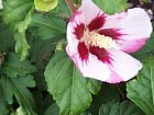 Hibiscus Syriacus