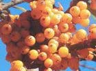 Hippophae Salicifolia
