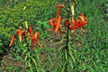 Lilium Lancifolium