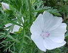 Malva Moschata