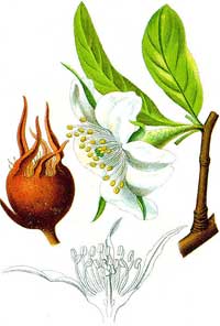 Mespilus germanica