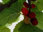 Morus Nigra