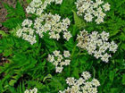 Myrrhis Odorata