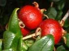 Myrtus Ugni