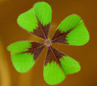 Oxalis Deppei