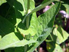 Peltaria Alliacea