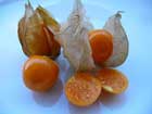 Physalis Peruviana