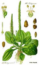 Plantago Major