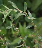 Polygonum Aviculare
