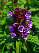 PrunellaVulgaris