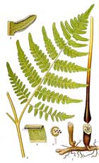 Pteridium Aquilinum