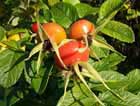 RosaRugosa