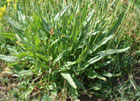 Rumex Acetosa