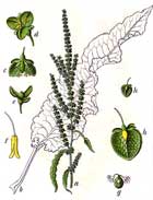 Rumex Crispus