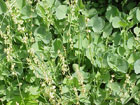 Rumex Scutatus