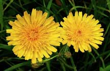 Sonchus Arvensis