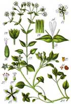Stellaria Media