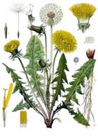 Taraxacum Officinale