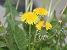 Taraxacum Officinale