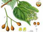 Tilia Cordata