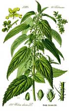 Urtica Dioica