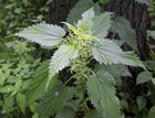 Urtica Dioica
