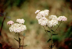 Plant of the week