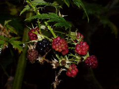 Plant of the week