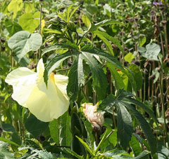 Abelmoschus manihot Aibika Abelmoschus manihot Aibika