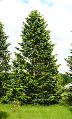Abies nordmanniana Caucasian Fir, Christmas Tree Fir, Nordmann
