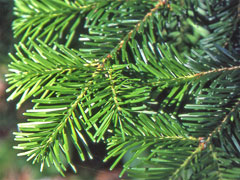 Abies veitchii Veitch Fir, Christmastree