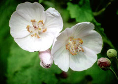 Abutilon vitifolium 