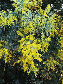 Acacia podalyriifolia Queensland Silver Wattle, Pearl wattle