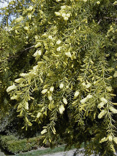 Acacia verticillata Prickly Moses