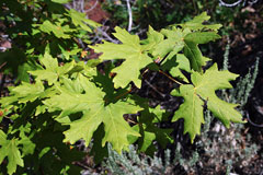 Acer saccharum grandidentatum Big-Tooth Maple, Canyon Maple, Rocky Mountain Sugar Maple