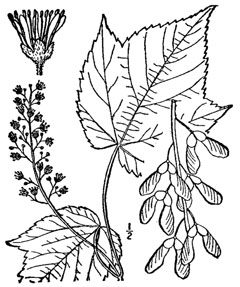 Acer spicatum Mountain Maple