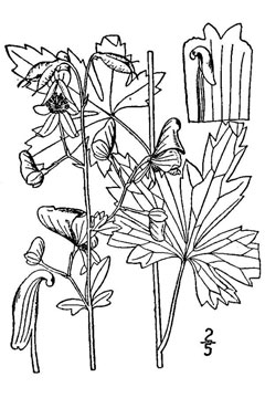 Aconitum uncinatum Wild Monkshood, Southern blue monkshood