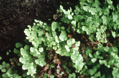 Adiantum capillus-veneris Maidenhair Fern, Common maidenhair, Southern Maidenhair Fern, Venus Maidenhair Fern, Venus