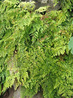 Adiantum venustum Evergreen Maidenhair  Fern
