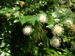 Adina rubella Adina rubella