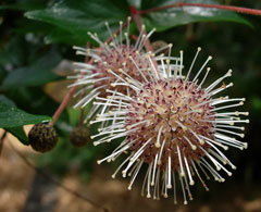 Adina rubella Adina rubella