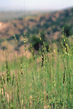 Aegilops speltoides Goatgrass Aegilops speltoides Goatgrass