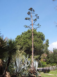 Agave Agave, American century plant