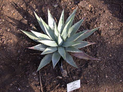 Agave parryi Century Plant, Parry Agave parryi Century Plant, Parry