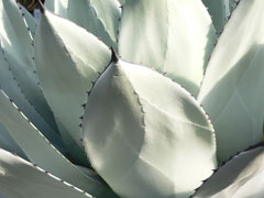 Agave parryi Century Plant, Parry Agave parryi Century Plant, Parry