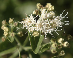 Ageratina herbacea Fragrant Snakeroot