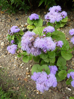 Ageratum houstonianum Ageratum, Bluemink, Floss Flower,  Garden