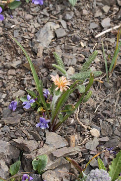 Agoseris aurantiaca Mountain Dandelion, Orange agoseris
