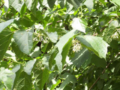 Alangium platanifolium Alangium