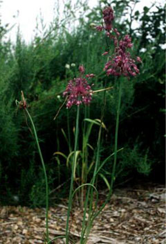 Allium carinatum Keeled Garlic